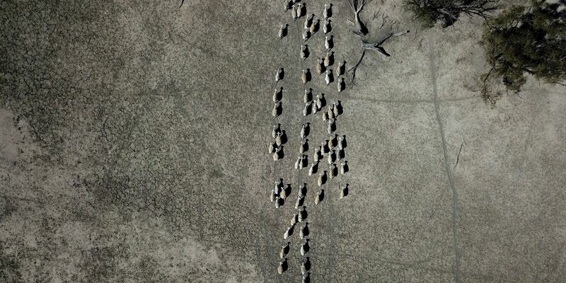 Schafe ziehen durch ein karges Weideland. - Foto: Dean Lewins/AAP/dpa