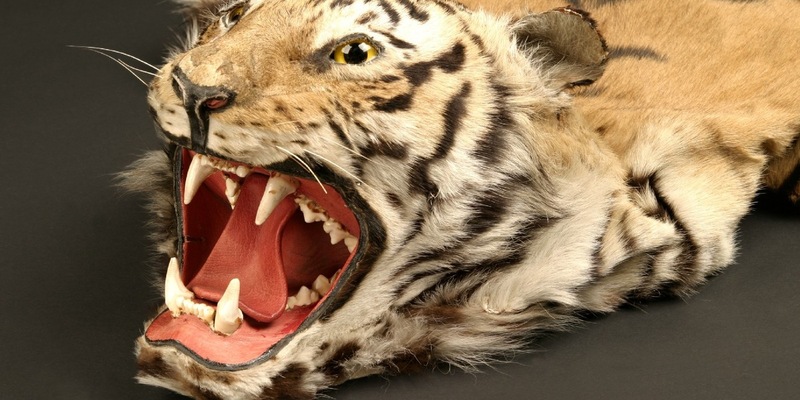 HZA-OS: 22. Mai 2024 - Internationaler Tag der biologischen Vielfalt; Zoll leistet wichtigen Beitrag zum Schutz bedrohter Tiere und Pflanzen - Foto: presseportal.de