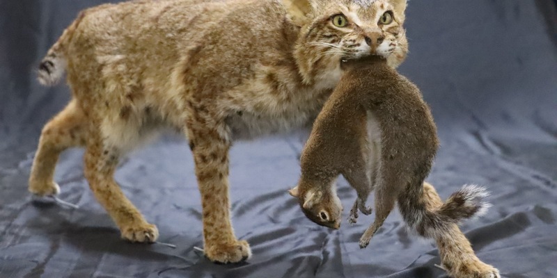 HZA-KI: 22. Mai 2024- Internationaler Tag der biologischen Vielfalt/ Zoll leistet wichtigen Beitrag zum Schutz bedrohter Tiere und Pflanzen - Foto: presseportal.de
