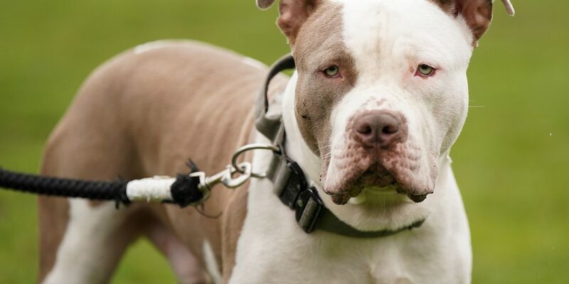 Ein XL-Bully-Hund namens Riz in Birmingham. - Foto: Jacob King/PA Media/dpa