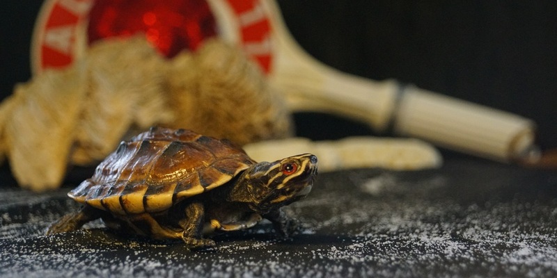 HZA-KA: 22. Mai 2024: Internationaler Tag der biologischen Vielfalt / Zoll leistet wichtigen Beitrag zum Schutz bedrohter Tiere und Pflanzen - Foto: presseportal.de