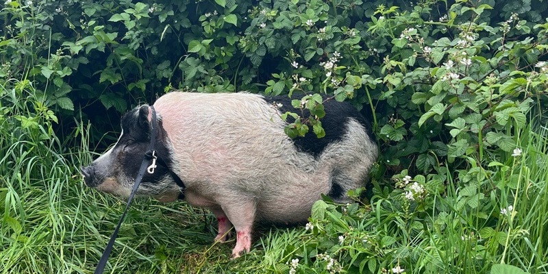 POL-D: Meldung der Autobahnpolizei - Saumäßig Glück gehabt! - Schwein auf der A 3 bei Oberhausen ausgebüxt - Foto: presseportal.de