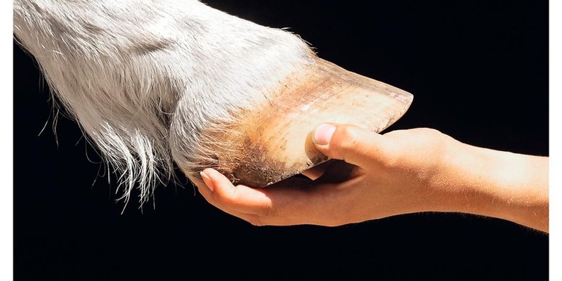 Einzigartig: Wichtigste Pferde- und Reitsportmagazine schließen sich für Tierwohl-Kampagne zusammen - Foto: presseportal.de