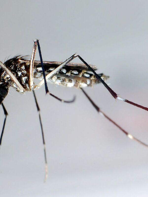 Dengue Epidemie Droht? Neue Dengue Fälle In Frankreich & Italien: Das Müssen Sie Wissen! - xmch0yy