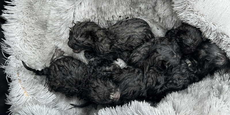 FW Dresden: Wohnungsbrand in einem Wohnhochhaus - Foto: presseportal.de