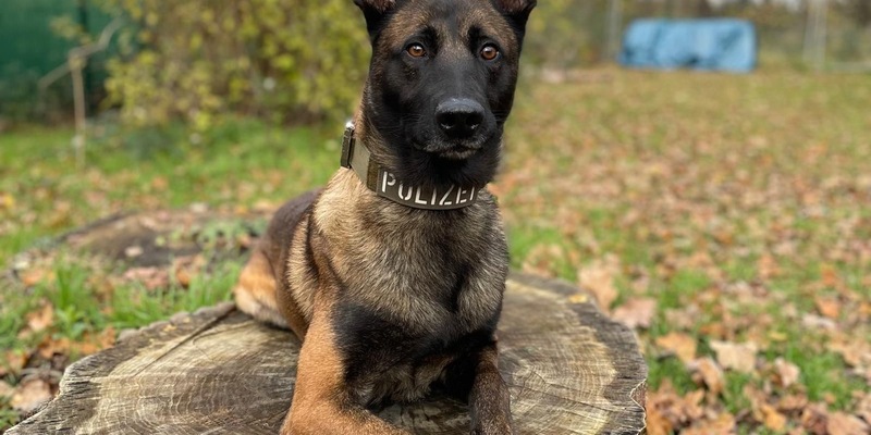 POL-KS: Zwei Einbrecher festgenommen: Diensthund Loki stöbert mit doppeltem Haftbefehl gesuchten 34-Jährigen in Tiefgarage auf - Foto: presseportal.de