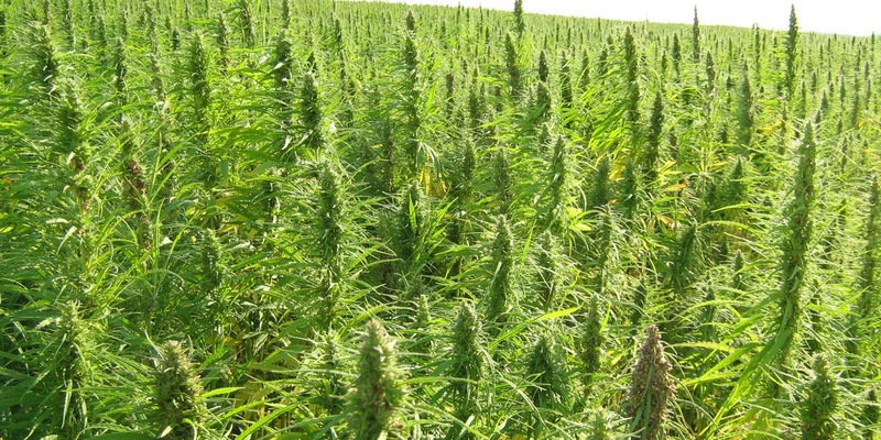 element6 Dynamics und PAPACKS® geben Partnerschaftsabsichten bekannt / Größtes industrielles Hanfgeschäft in der Geschichte der USA als Meilenstein für Dekarbonisierungsbemühungen - Foto: presseportal.de