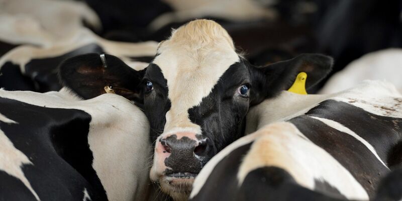 Ende März war das H5N1-Virus erstmals bei Milchkühen in den USA entdeckt worden. - Foto: Erik S. Lesser/EPA/dpa