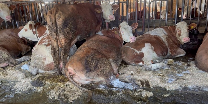 Illegal und doch Routine: Animal Rights Watch veröffentlicht Aufnahmen aus 16 rinderhaltenden Betrieben mit Anbindehaltung aus Bayern und Baden-Württemberg / Organisation erstattet Strafanzeige - Foto: presseportal.de