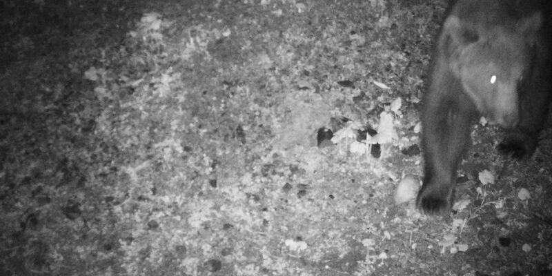 Eine Wildkamera fängt ein, wie ein Braunbär nachts durch das deutsch-österreichische Grenzgebiet tapst. - Foto: Reviermanagement/dpa