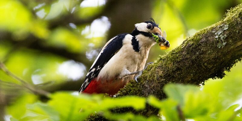 Typische Waldvögel, wie der Buntspecht, sind immer häufiger in Wohngebieten vorzufinden. - Foto: Lando Hass/dpa