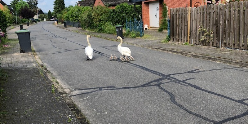 POL-LG: ++ Polizeiliche Begleitung - Schwanenfamilie durch Wohngebiet zurück zum Teich geleitet ++ Metall aus leerstehender Lagerhalle gestohlen ++ Feuer bei Recyclingbetrieb ++ mehr als 5.600 Meter Kabel - Foto: presseportal.de