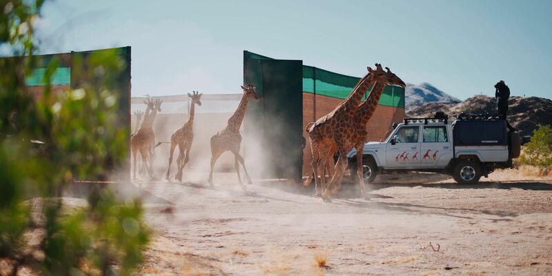 Giraffen im Iona-Nationalpark in Angola. - Foto: -/Giraffe Conservation Group/dpa