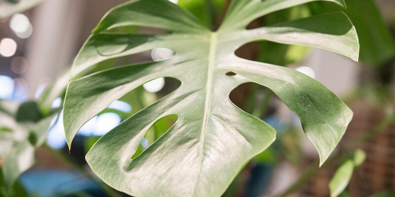 Die Monstera ist leicht zu erkennen: Sie hat bis zu 50 Zentimeter große Blätter in sattem Grün, die an den Seiten tiefe Kerben entwickeln. - Foto: Robert Günther/dpa