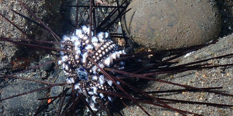 Ein infizierter Seeigel auf der Insel La Réunion. - Foto: Jean-Pascal Quod/dpa