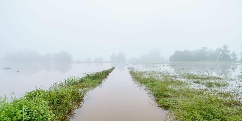 Finanzielle Einbußen durch das Hochwasser haben nicht nur Bauern, denen die Ernte ausgefallen ist, sondern auch Landwirte, die für ihre Produkte keine Abnehmer mehr finden. - Foto: Andreas Arnold/dpa