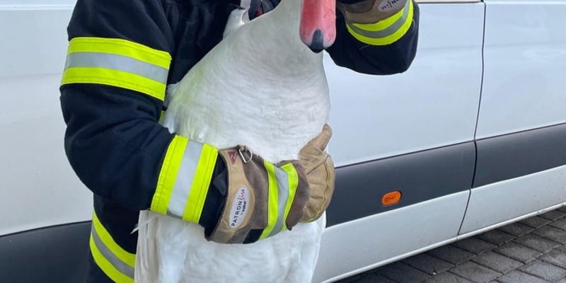 FW-M: Schwan auf Abwegen (Sendling) - Foto: presseportal.de