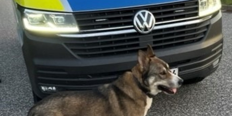 POL-HRO: Freilaufender Hund an der BAB 20 - Foto: presseportal.de