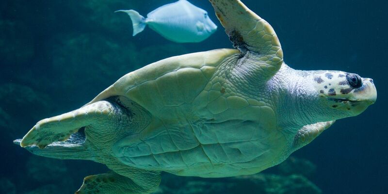 «Die Tatsache, dass die Brutzeit früher beginnt, deutet darauf hin, dass die Schildkröten sich anpassen, um die sehr hohen Temperaturen im Sommer zu vermeiden.» - Foto: Stefan Sauer/dpa