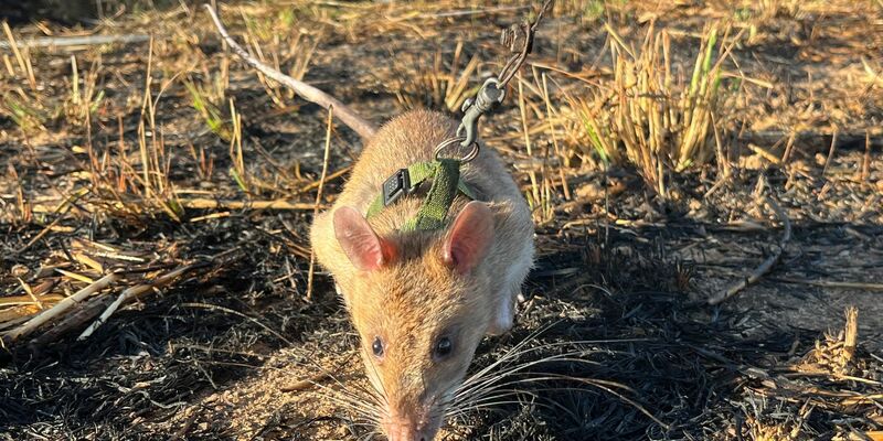 Eine Minenräumerin der belgischen Organisation Apopo sucht nach Landminen. Zuvor hatte eine Riesenhamsterratte dort angeschlagen. - Foto: Kristin Palitza/dpa