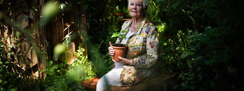 Dame Judi Dench mit einem Setzling des  Berg-Ahorns bei der Chelsea Flower Show. - Foto: Yui Mok/PA Wire/dpa