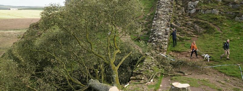 Spaziergänger gehen im September 2023 am illegal gefällten Berg-Ahorn-Baum («Sycamore Tree») am Hadrianswall in Northumberland vorbei. - Foto: Owen Humphreys/Press Association/dpa