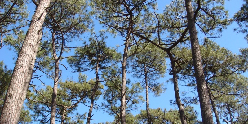 Studie zeigt: Meereskiefernextrakt verbessert ADHS-Symptomatik / Pflanzenextrakt als natürliche nebenwirkungsarme Therapieoption bestätigt - Foto: presseportal.de