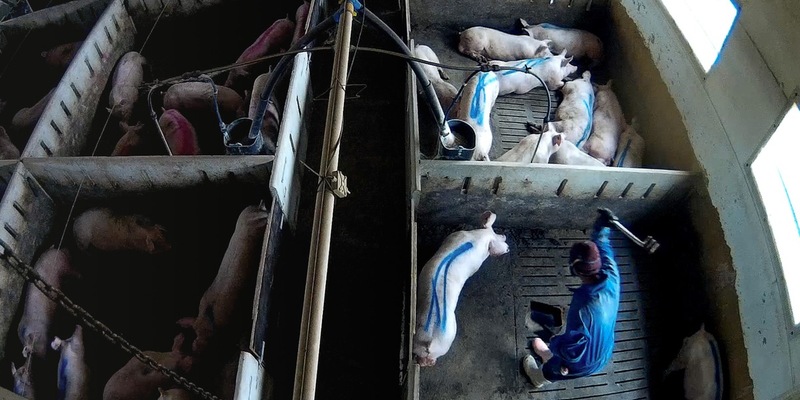 Tierquälerei für Lidl-Fleisch: WDR Markt zeigt neue schockierende Aufnahmen aus Schweinemast - Foto: presseportal.de