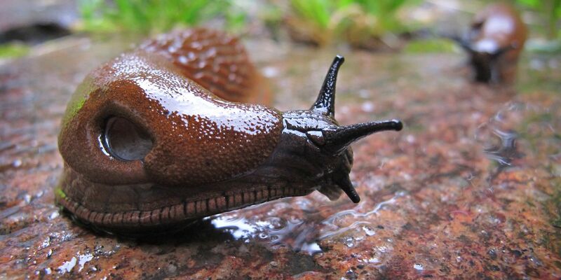 Die Spanische Wegschnecke kommt vielerorts vor - ausgerechnet in Spanien aber nur ganz vereinzelt. - Foto: Karl-Josef Hildenbrand/dpa