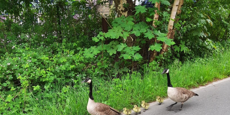 POL-KI: 240528.4 Kiel: Tierischer Einsatz auf der Veloroute 10 - Foto: presseportal.de