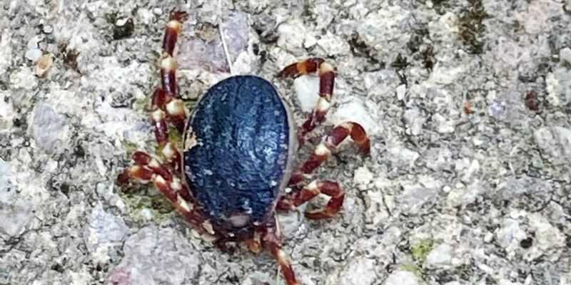 Eine Zecke der tropischen Gattung Hyalomma - gesichtet in Bobenheim-Roxheim (Rhein-Pfalz-Kreis). - Foto: Susanne Mengelberg/Privat/dpa