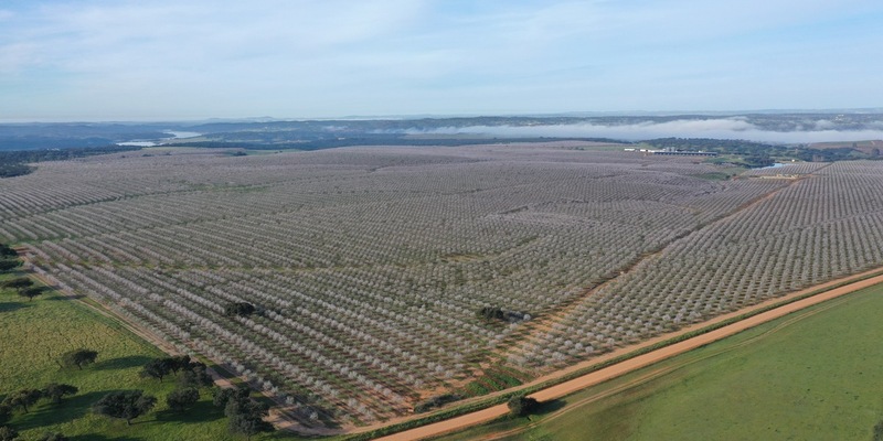 Die iberische Mandel setzt auf Frankreich und Deutschland, um in den kommenden Jahren dank ihrer größten Trümpfe Nachhaltigkeit und Qualität auf dem europäischen Markt zu wachsen - Foto: presseportal.de
