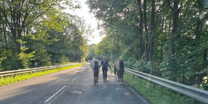 POL-SU: Verkehrsbehinderung durch freilaufende Pferde - Foto: presseportal.de
