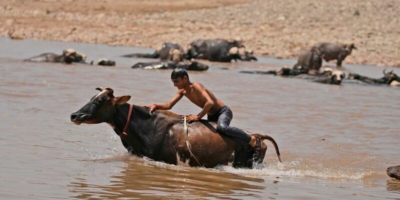 Ein junger Mann badet sein Vieh im Fluss Tawi in Jammu und nimmt gleichzeitig eine Erfrischung. - Foto: Channi Anand/AP/dpa