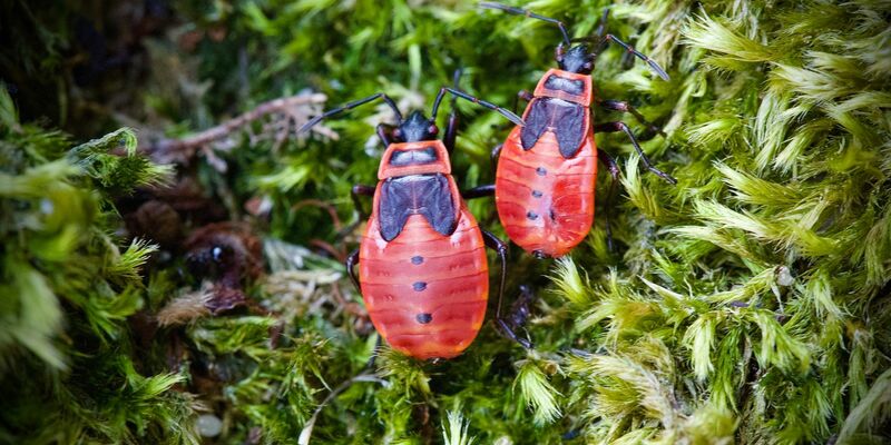 Die Feuerwanze lebt meist am Boden und ist ungefährlich. Die schwarz-roten Tiere treten zumeist in Gruppen auf und kündigen den Frühling an. - Foto: Soeren Stache/dpa-Zentralbild/dpa
