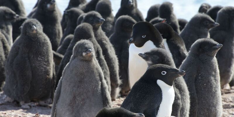 Adeliepinguine und ihr Nachwuchs. - Foto: ---/kyodo/dpa