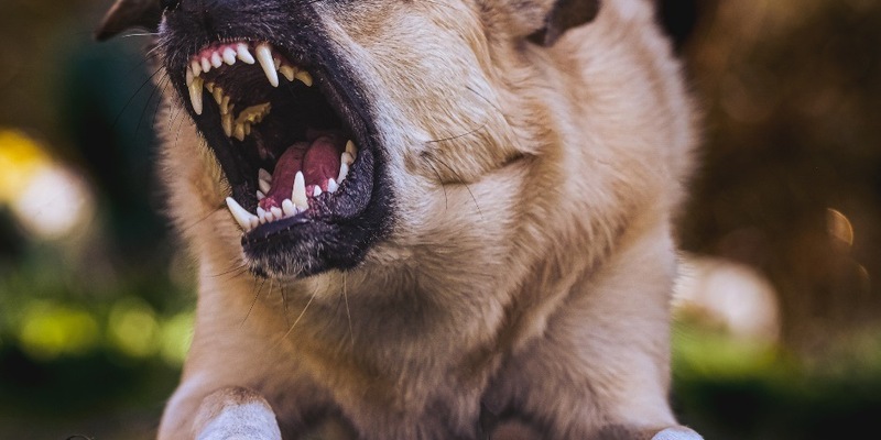 LKA-RP: Gefährliche Hundebisse: Polizei appelliert an Hundehalter und Passanten - Foto: presseportal.de