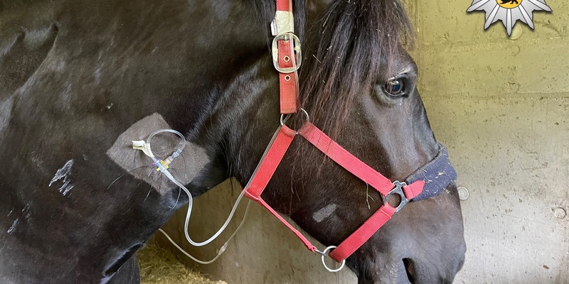 POL-OG: Schwanau, Iffezheim - Polizeigeleit in höchster Tiernot - Foto: presseportal.de