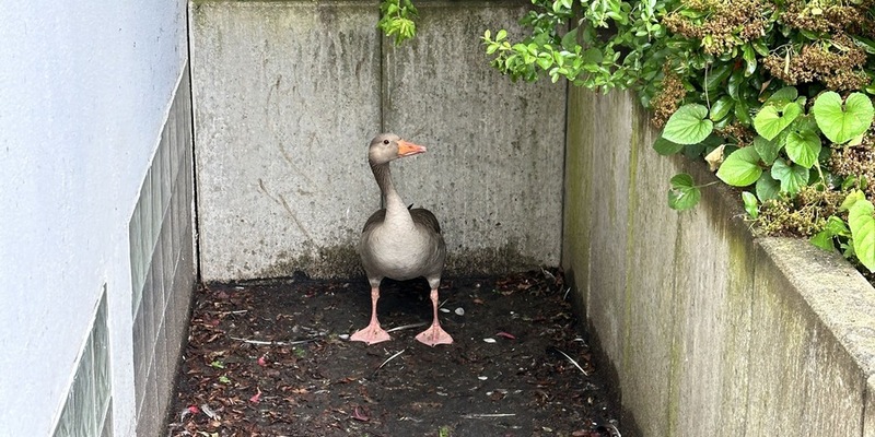 FW Helmstedt: Gans aus Lichtschacht - Foto: presseportal.de