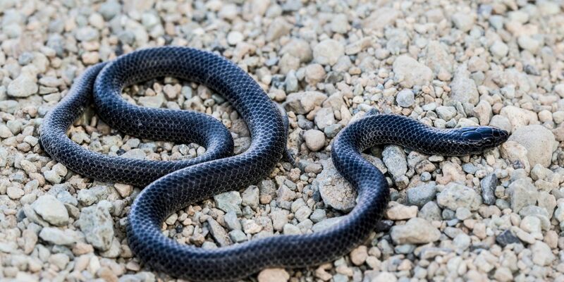 Ein Exemplar mit schwarzer Färbung: Die kleine Schlange zählt zu den sogenannten Eigentlichen Nattern. - Foto: Fulvio Licata/dpa