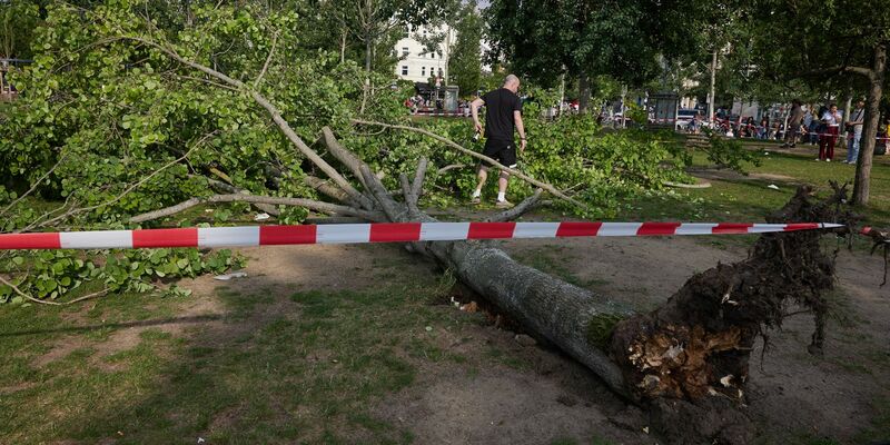 Die umgestürzte Pappel liegt im Berliner Mauerpark. Die Feuerwehr war eigenen Angaben zufolge mit 55 Einsatzkräften unterwegs. - Foto: Jörg Carstensen/dpa