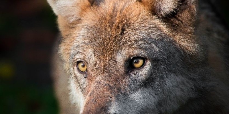 Schutzstatus des Wolfes beibehalten - Appell an Bundesumweltministerin Steffi Lemke - Foto: presseportal.de