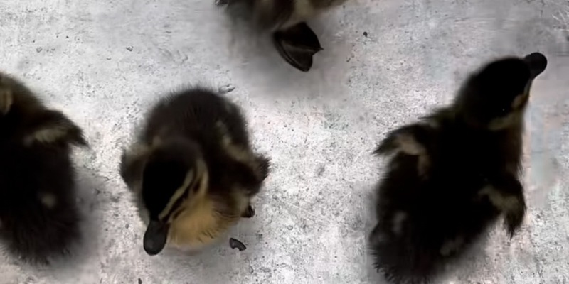 POL-KI: 240604.1 Kiel: Polizeikräfte zeigten tierisches Engagement - sieben Küken gerettet - Foto: presseportal.de