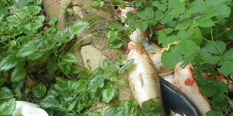 POL-NMS: 240604-1-pdnms Wie Müll entsorgt - Foto: presseportal.de