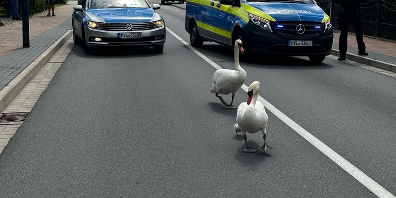 POL-NB: Schwanenfamilie zum Wasser eskortiert - Foto: presseportal.de