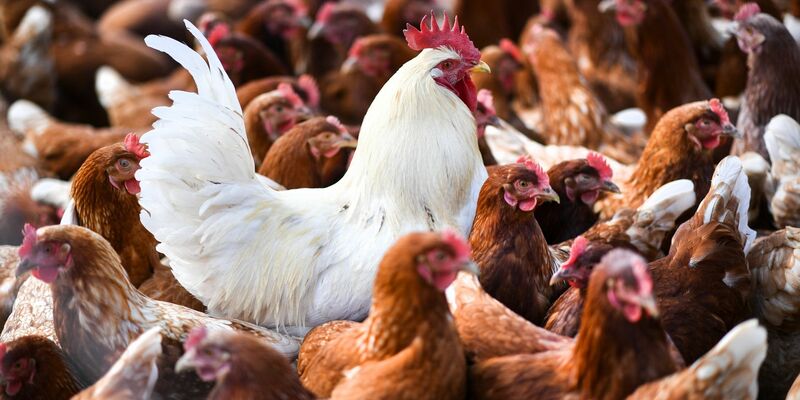 In den USA hat es neue Fälle von Vogelgrippe gegeben, bei denen das Virus von Geflügel auf Menschen überging.  - Foto: Felix Kästle/dpa