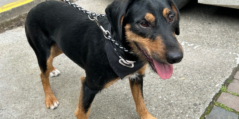 POL-PDWO: Fundhund - Foto: presseportal.de