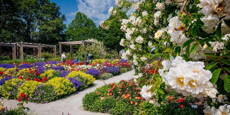 Sommerrabattwochen im egapark mit 20 Prozent Preisvorteil vom 4. - 16. Juni 2024 / Rosengartenfest und Sommerschau als Höhepunkte - Foto: presseportal.de