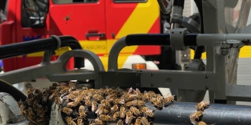 FW-OG: Großer Bienenschwarm verirrt sich in Fußgängerzone - Foto: presseportal.de