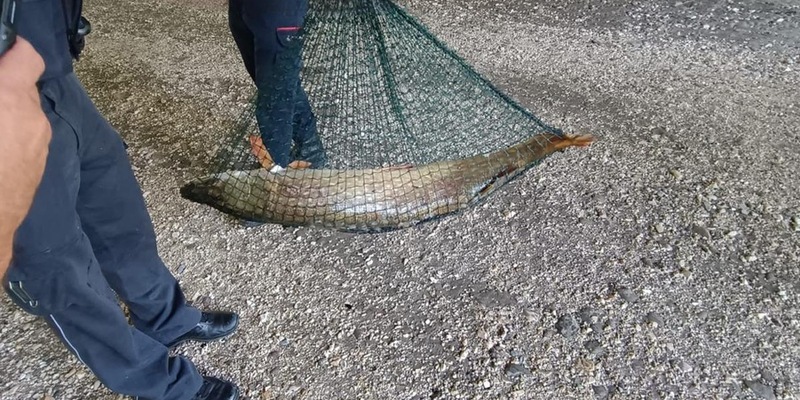 POL-UL: (UL) Ulm - Tolle Hechte retten Hecht / Die Polizei und Feuerwehr entließen den kapitalen Raubfisch am Donnerstag in Ulm-Wiblingen in die Freiheit. - Foto: presseportal.de